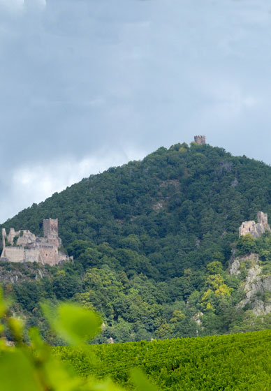 Ribeauvillé rendonnées chateaux