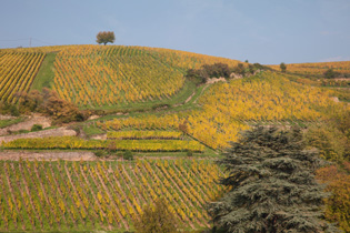 sentier viticole