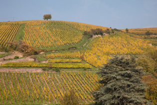 balades vignoble alsacien