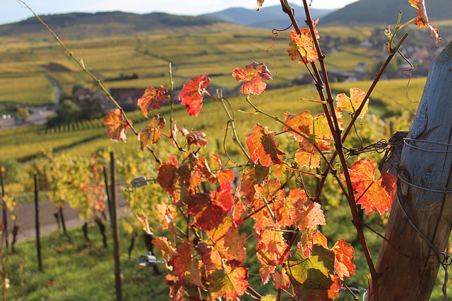 automne en Alsace