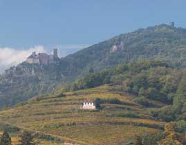 randonnées autour des chateaux de Ribeauvillé