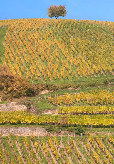 paysage alsace vigne