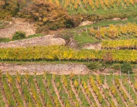 randonnées dans le vignoble de Ribeauvillé