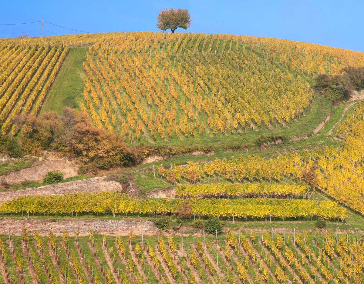 paysage vignoble alsace