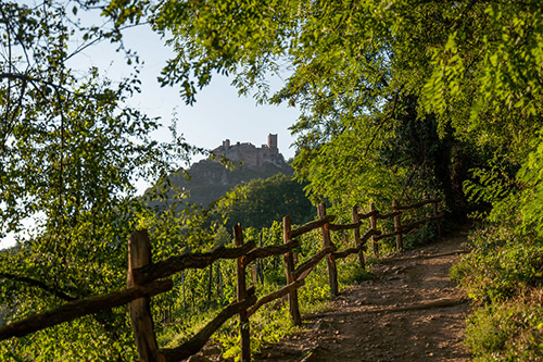Randonné sur les coteaux ensoleillés d'Alsace