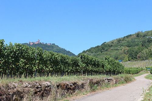 Vignoble alsacien aux couleurs flamboyantes d'automne avec vue sur le château de Ribeauvillé