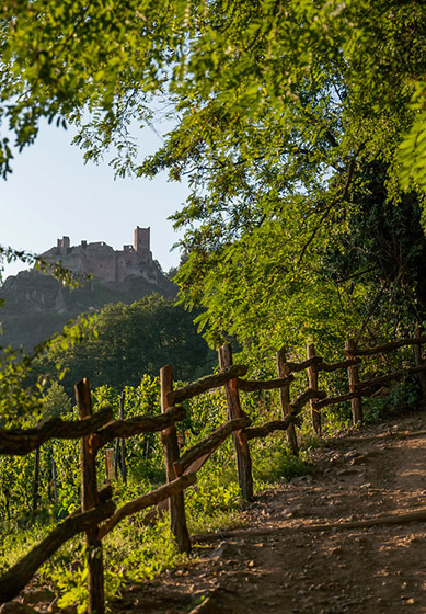 Schöne Frühlingswanderungen im Elsass