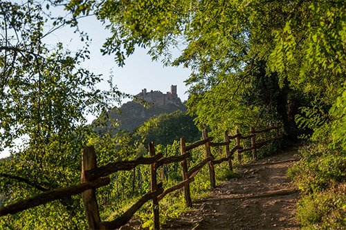 Wanderweg durch goldene Herbstweinberge im Elsass mit Blick auf die Vogesen
