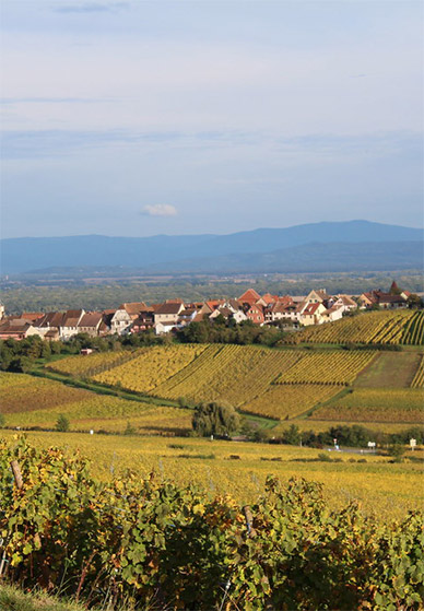 Panoramic view of Alsatian vineyard-covered hills in autumn colors with Vosges Mountains