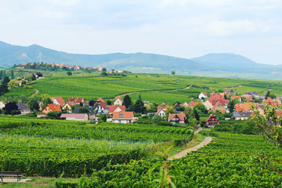 Vignoble alsacien au printemps avec un village fleuri en arrière-plan sur la Route des vins d'Alsace