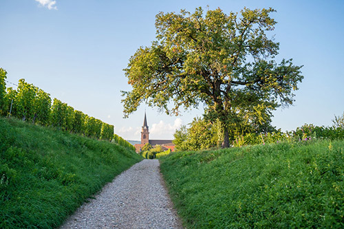Randonnées dans les vignes