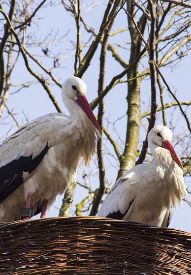 découverte des cigognes en Alsace