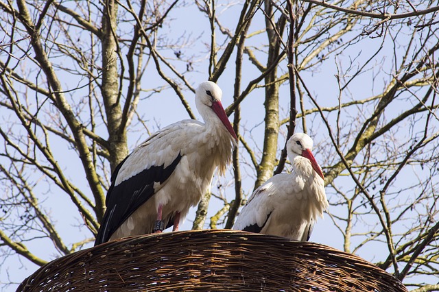 cigogne parc animalier