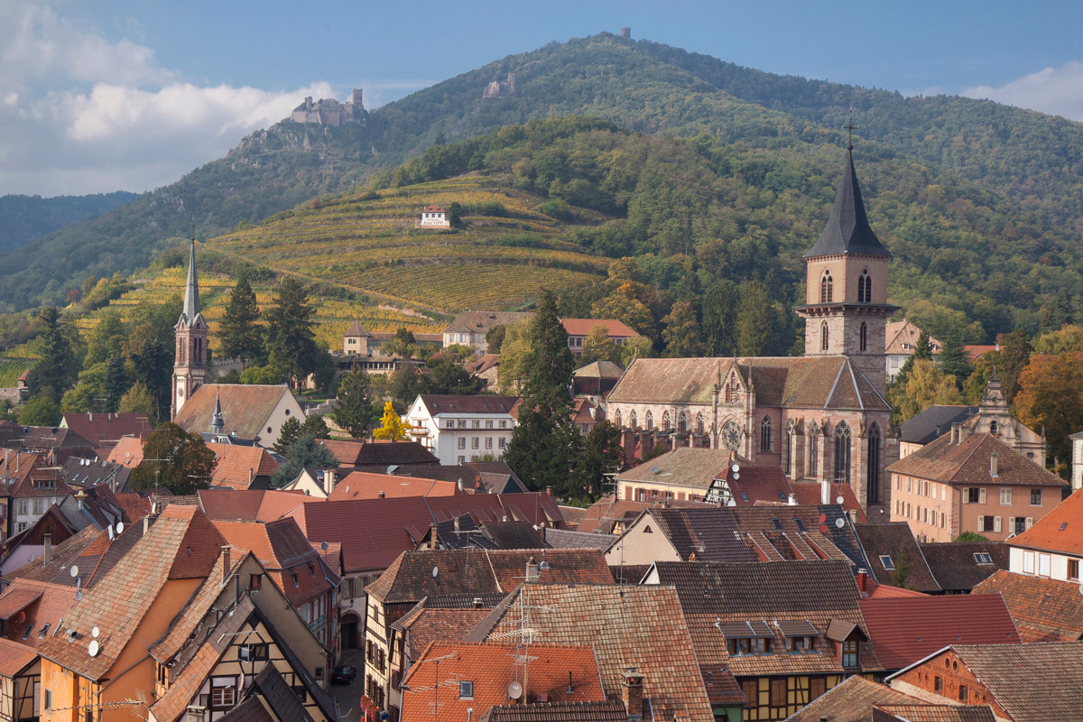 alsatian vineyard ribeauvillé