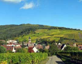 cycling in the vineyard