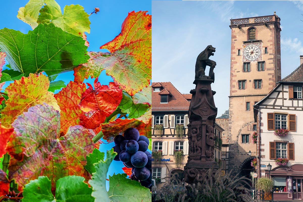 visiter le vignoble d'Alsace en automne