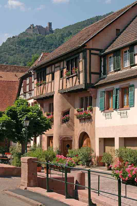 vignoble alsacien depuis Ribauvillé