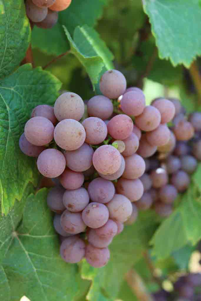 grape