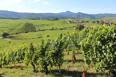 randonnée Route des Vins Alsace