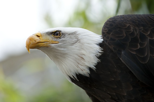 volerie des aigles alsace