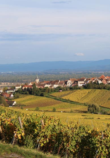 visite route des vins