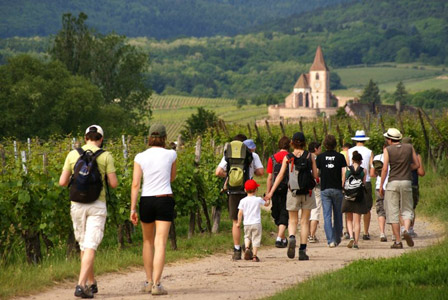 caminata en el corazón del viñedo alsaciano