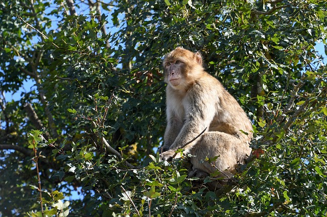 montagne des singes alsace