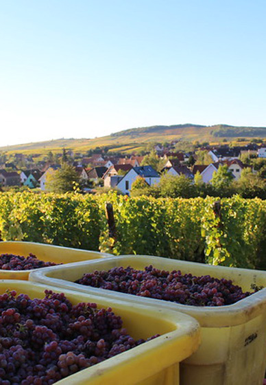 découvrir le vin d'Alsace