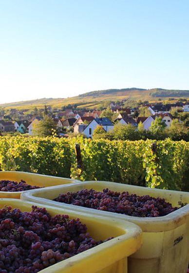 vendanges touristiques Alsace