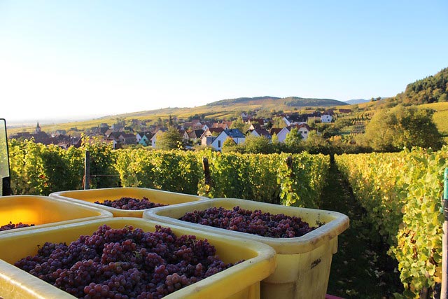 vendanges en Alsace