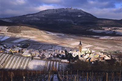 vignoble d'Alsace en hiver