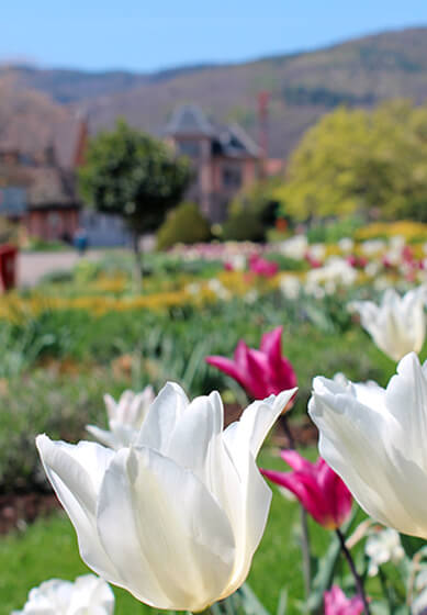 visite alsace printemps