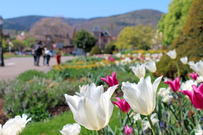 visiter l'Alsace au printemps